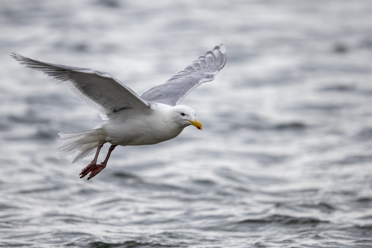 Glaucous-winged Gull - ML472373201