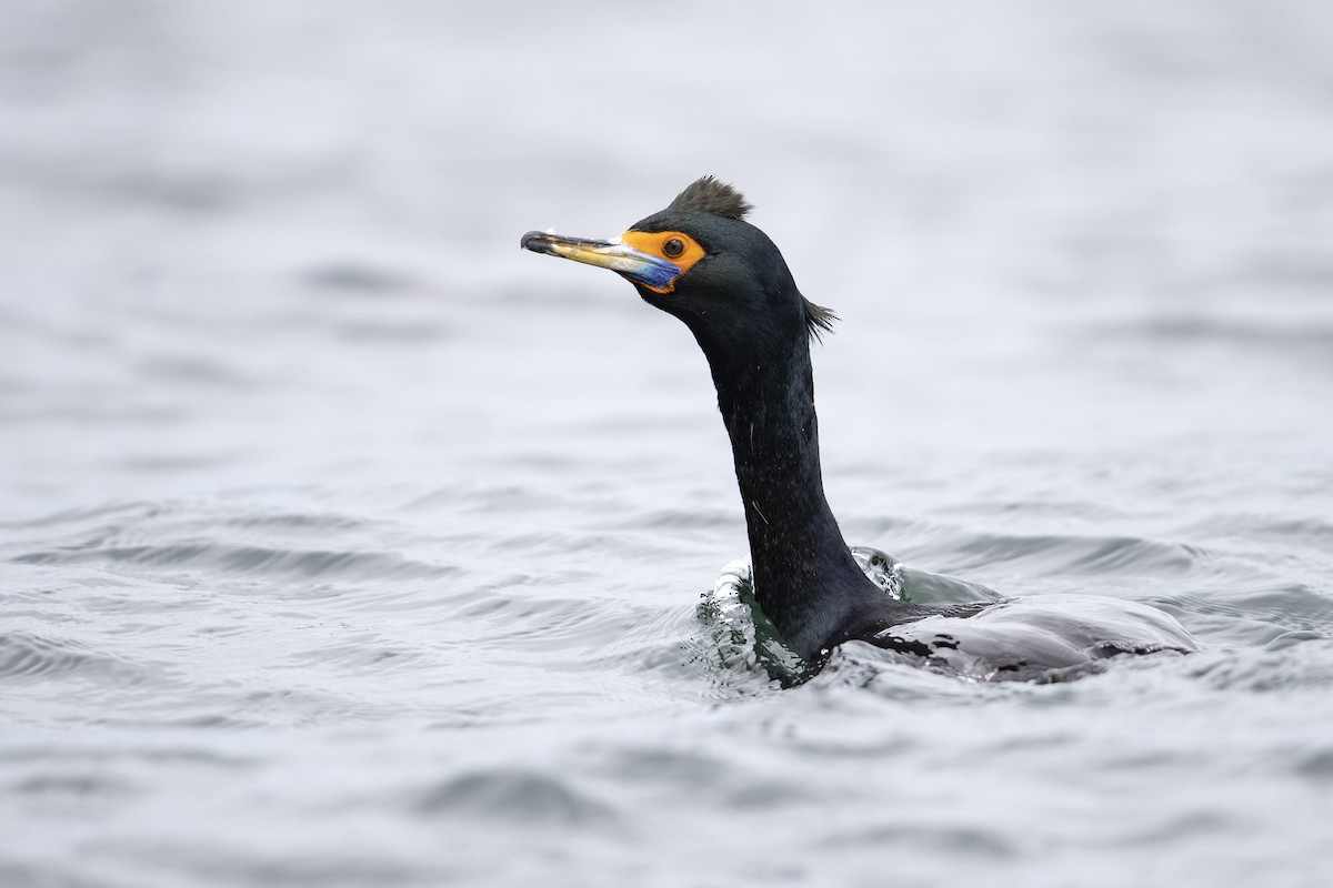 Red-faced Cormorant - ML472373321