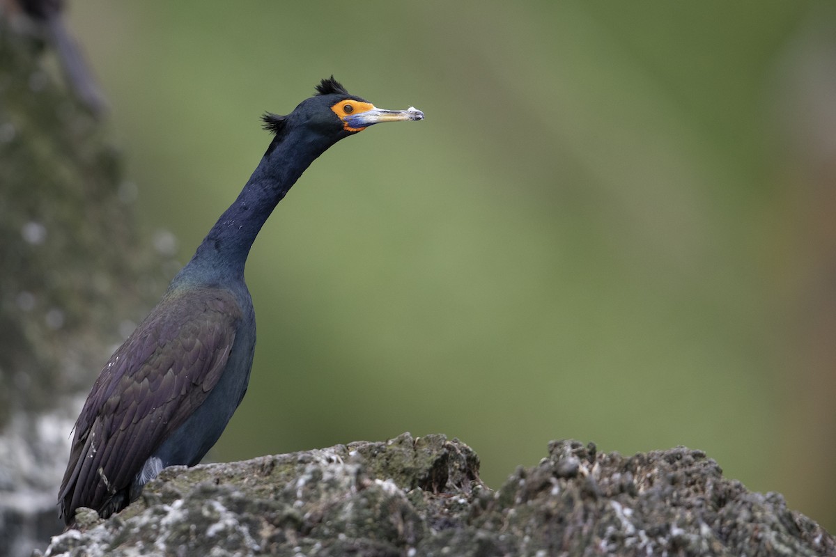 Cormorán Carirrojo - ML472373341