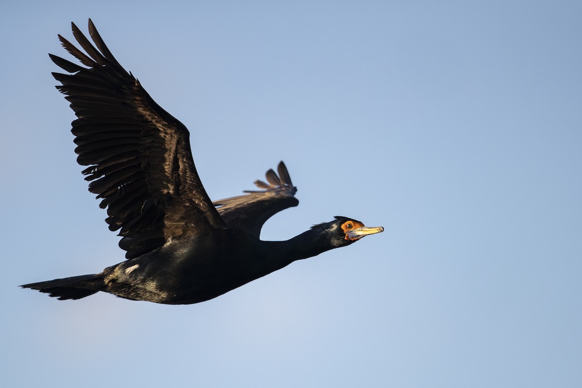 Red-faced Cormorant - ML472373351