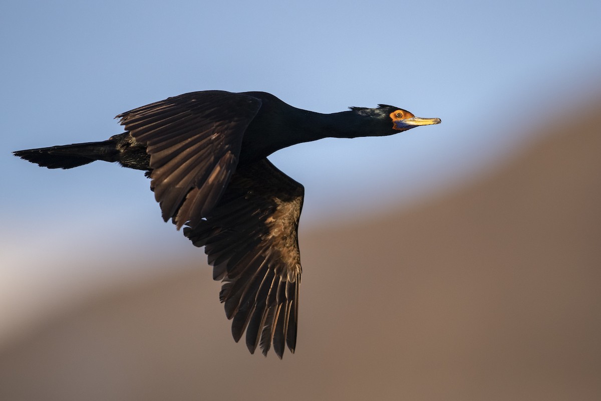 Cormorán Carirrojo - ML472373361