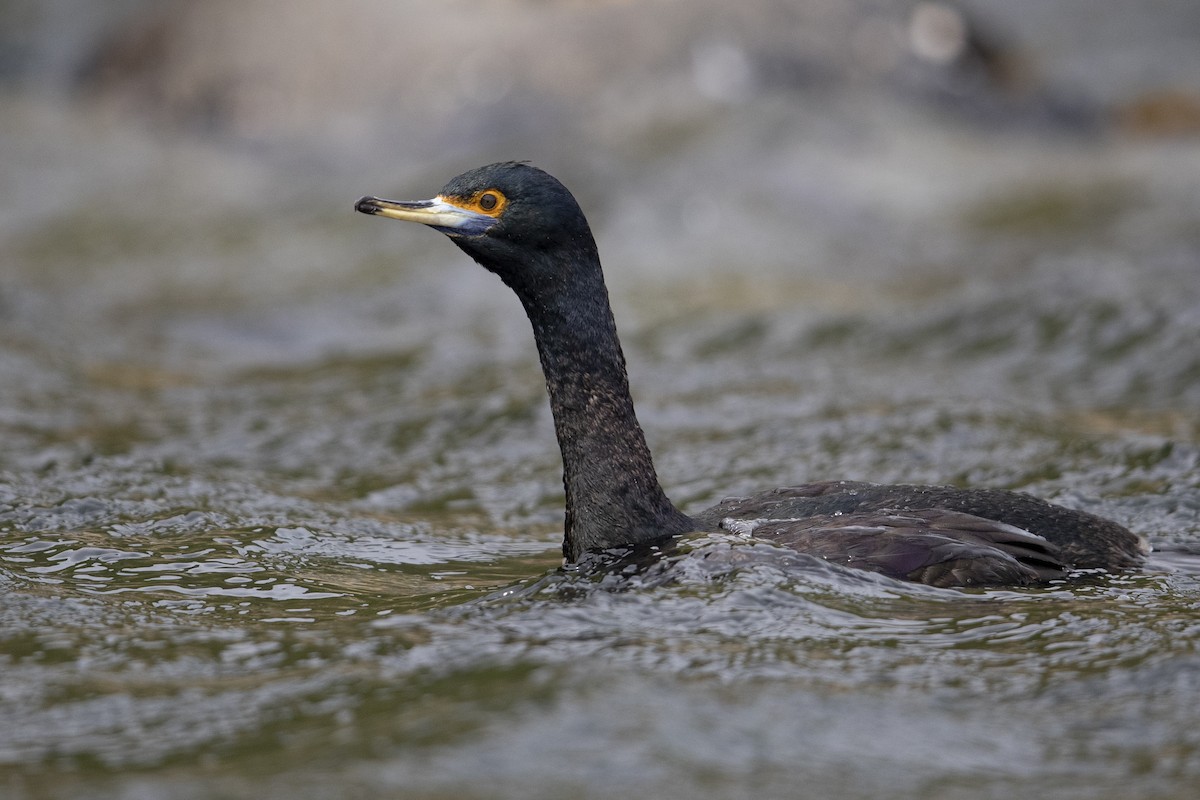 Red-faced Cormorant - ML472373381