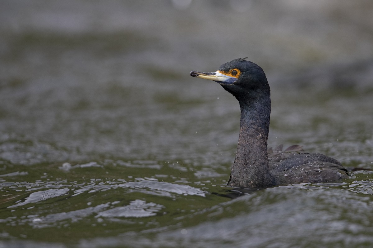 Cormorán Carirrojo - ML472373391