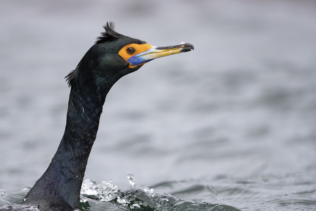 Cormorán Carirrojo - ML472373401