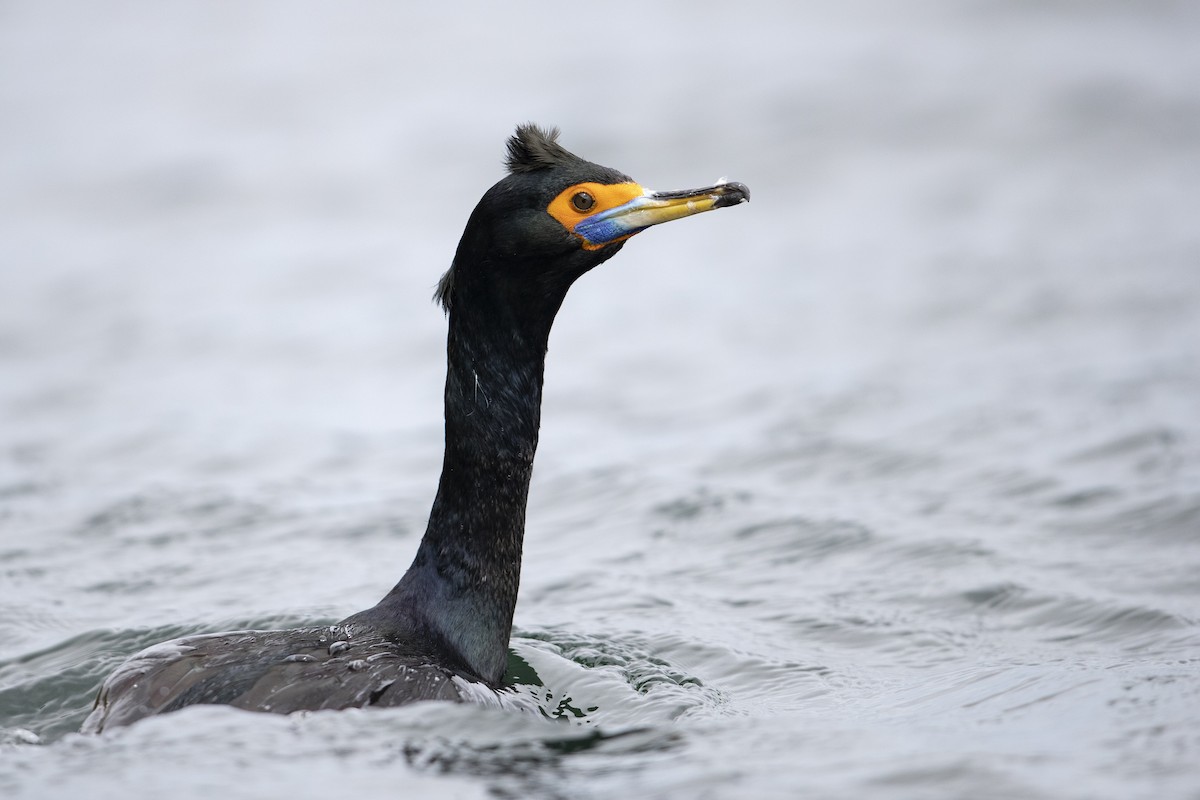 Cormorán Carirrojo - ML472373431