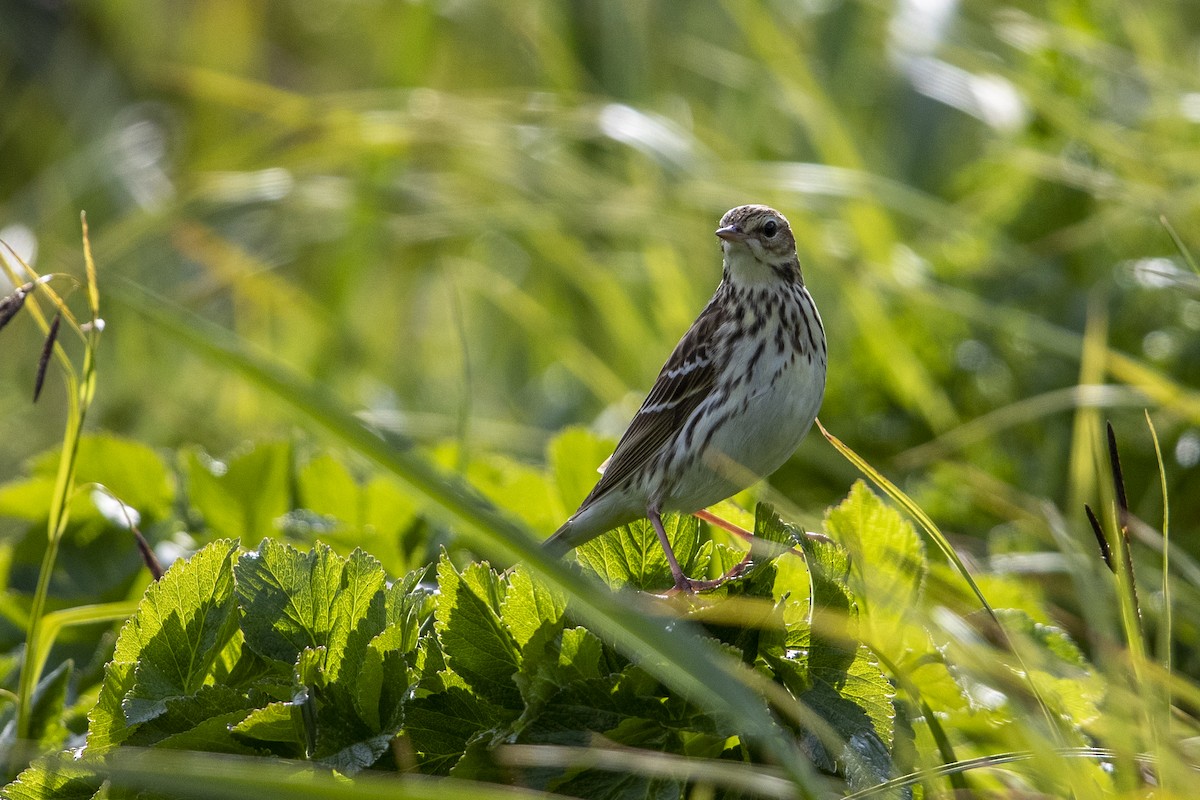 Pechora Pipit (Pechora) - Michael Stubblefield