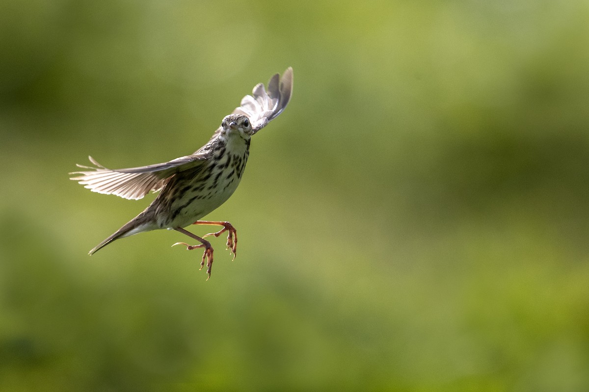 Pechora Pipit (Pechora) - Michael Stubblefield