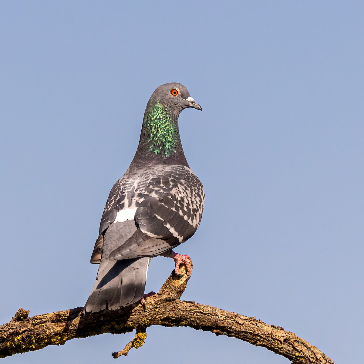 Rock Pigeon (Feral Pigeon) - ML472374771