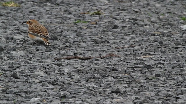 Snow Bunting - ML472375