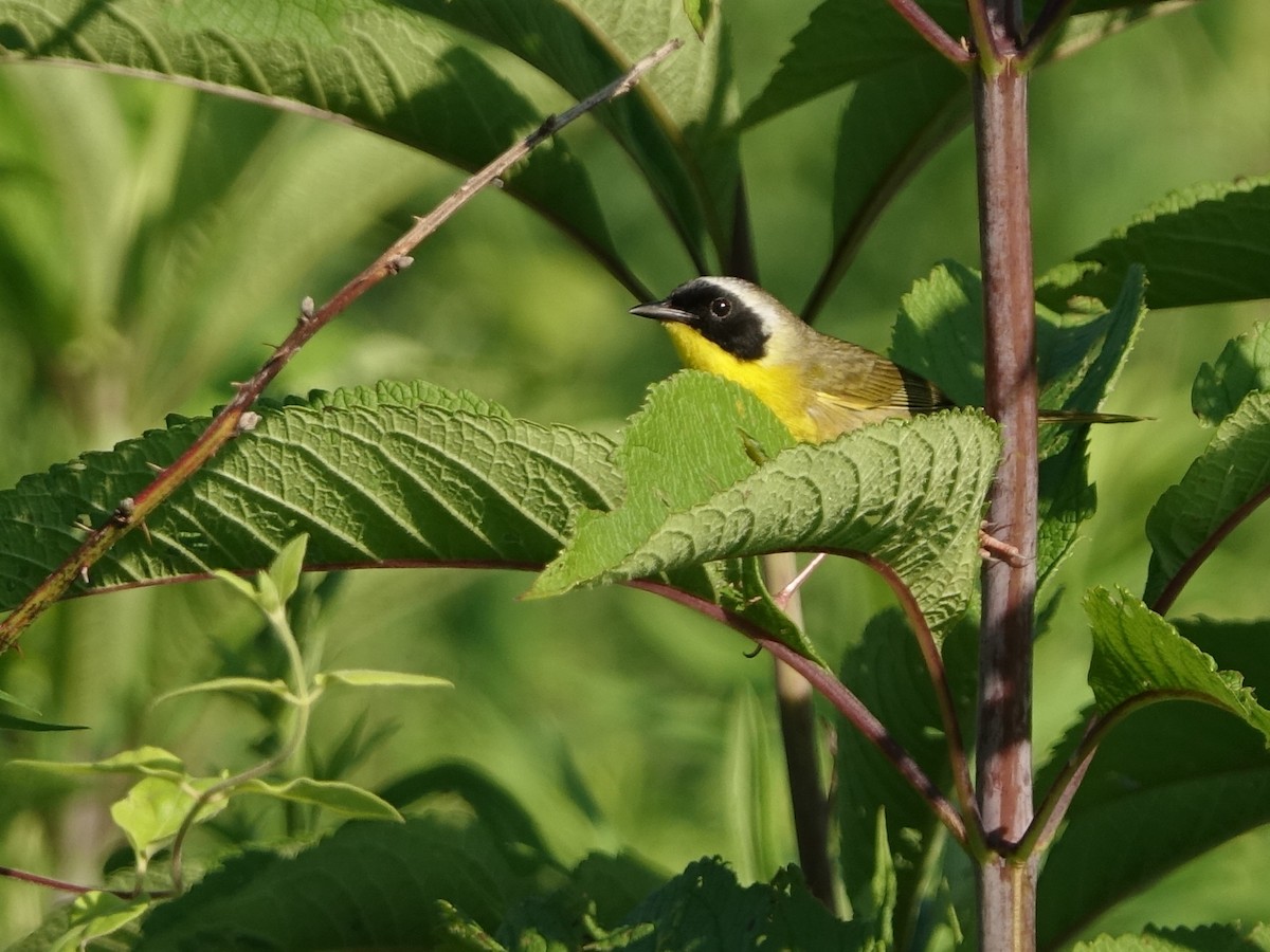 Common Yellowthroat - ML472375071