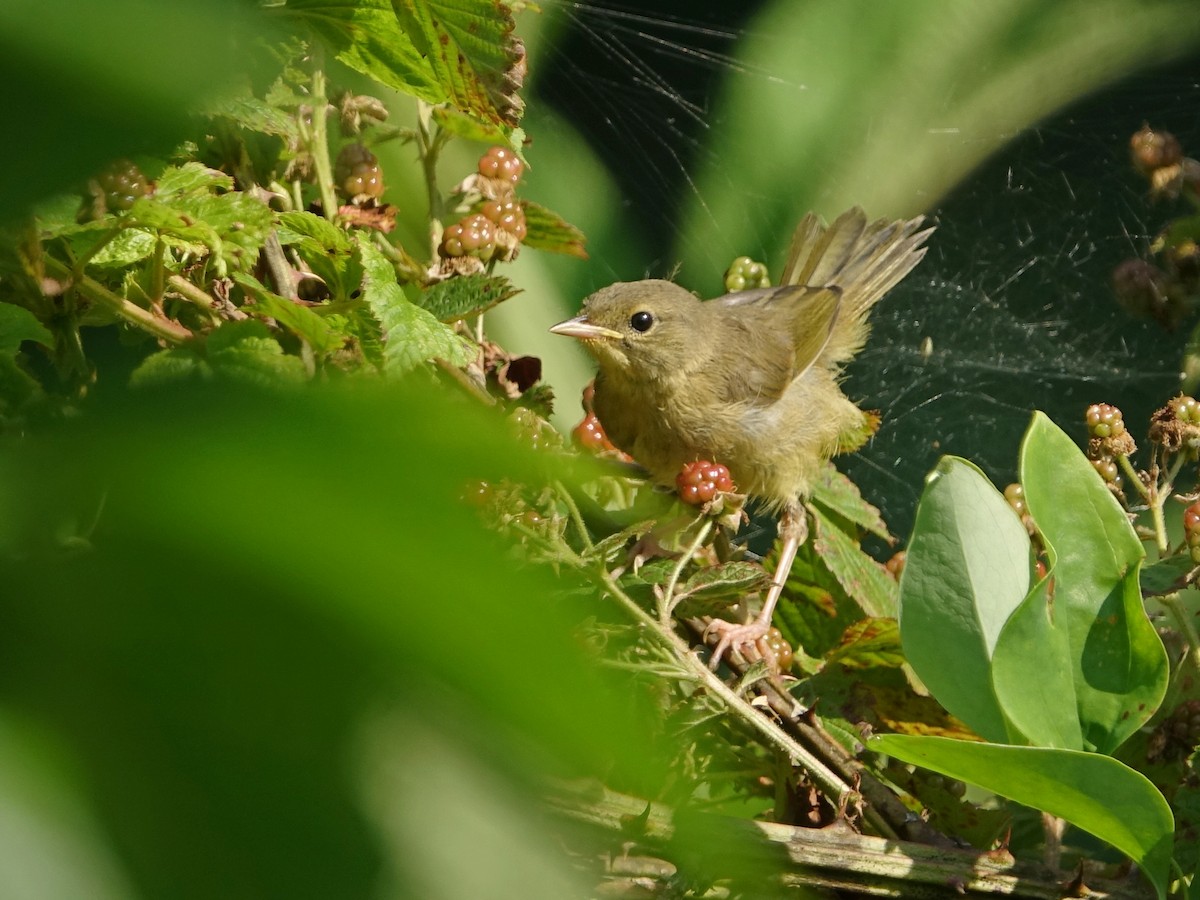 Common Yellowthroat - ML472375091