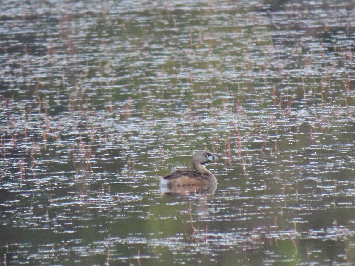 Pied-billed Grebe - ML472375911