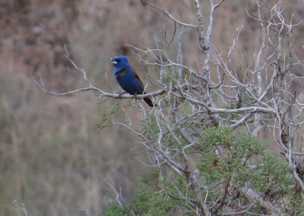 Blue Grosbeak - "Chia" Cory Chiappone ⚡️