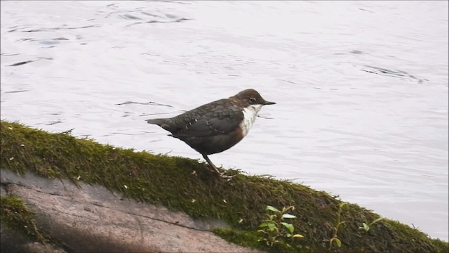 White-throated Dipper - ML472377671