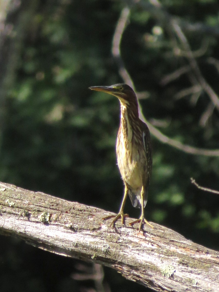 Green Heron - Nora E Hanke