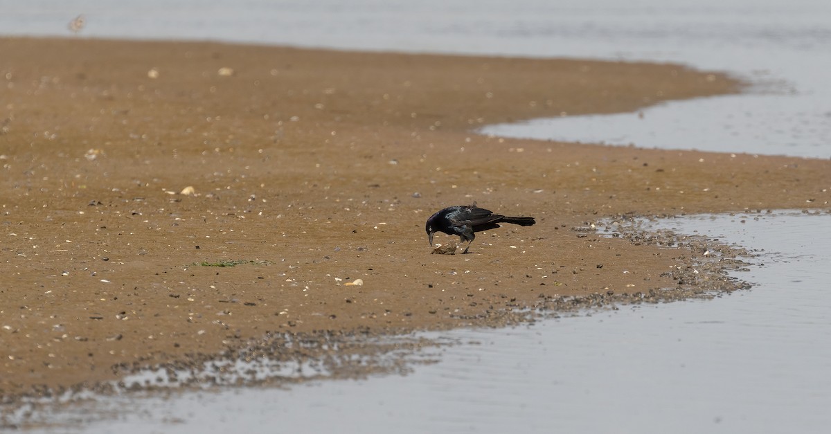 Boat-tailed Grackle - ML472377871