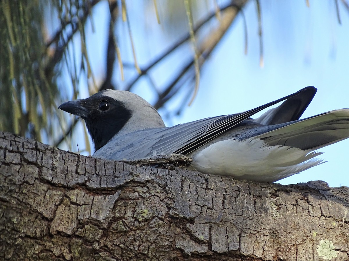 Black-faced Cuckooshrike - ML472379271