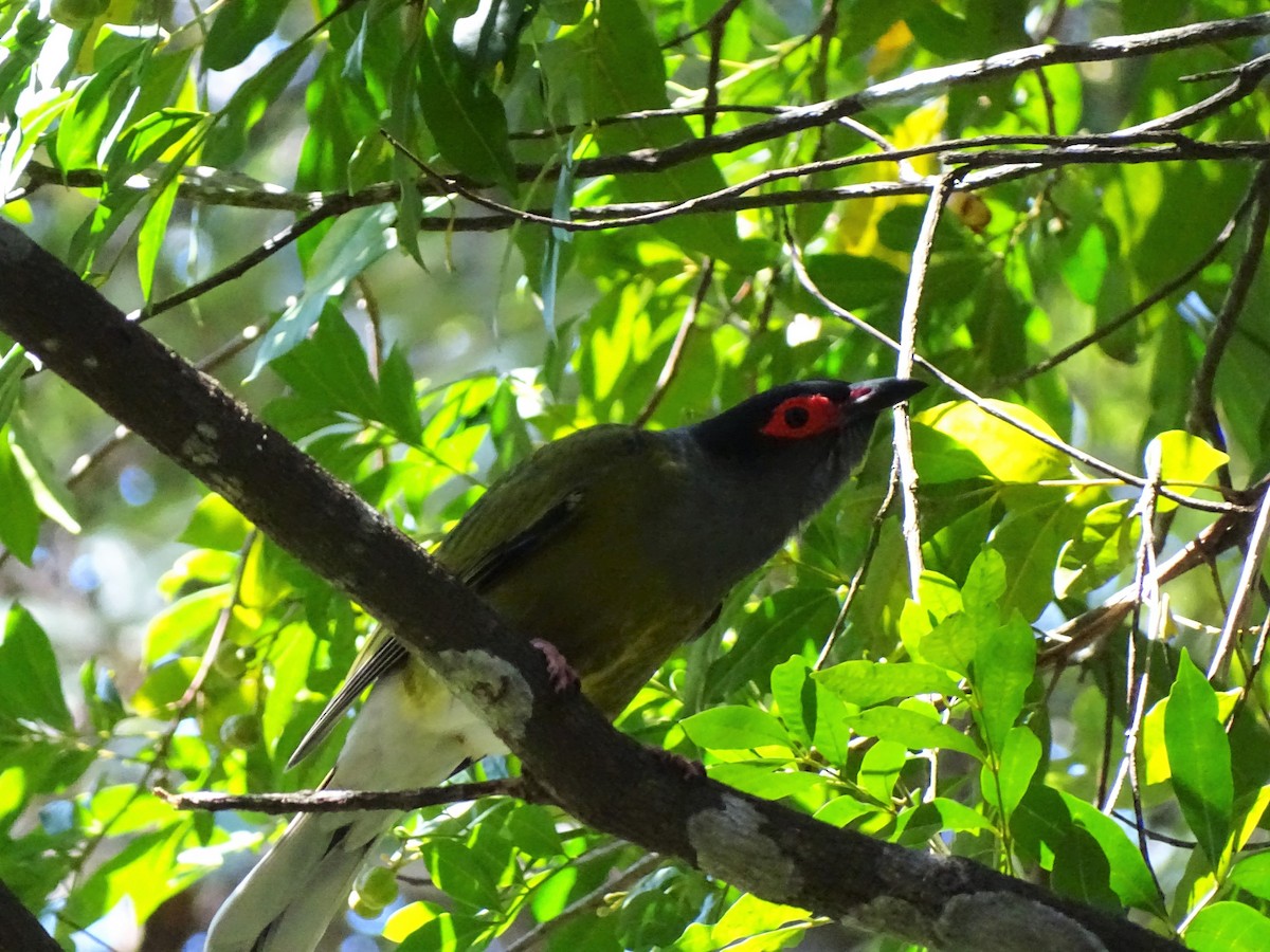 Australasian Figbird - ML472379371