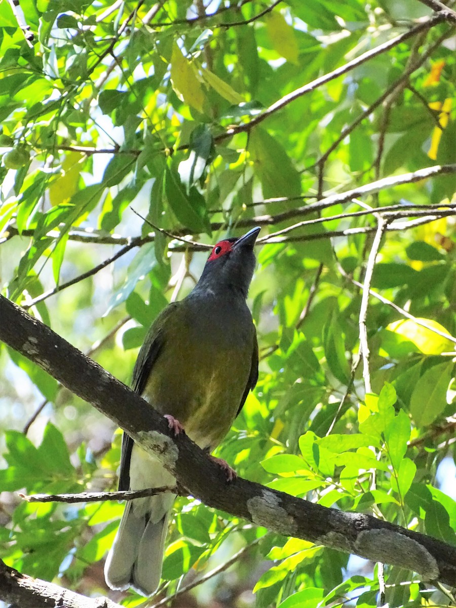Australasian Figbird - ML472379411