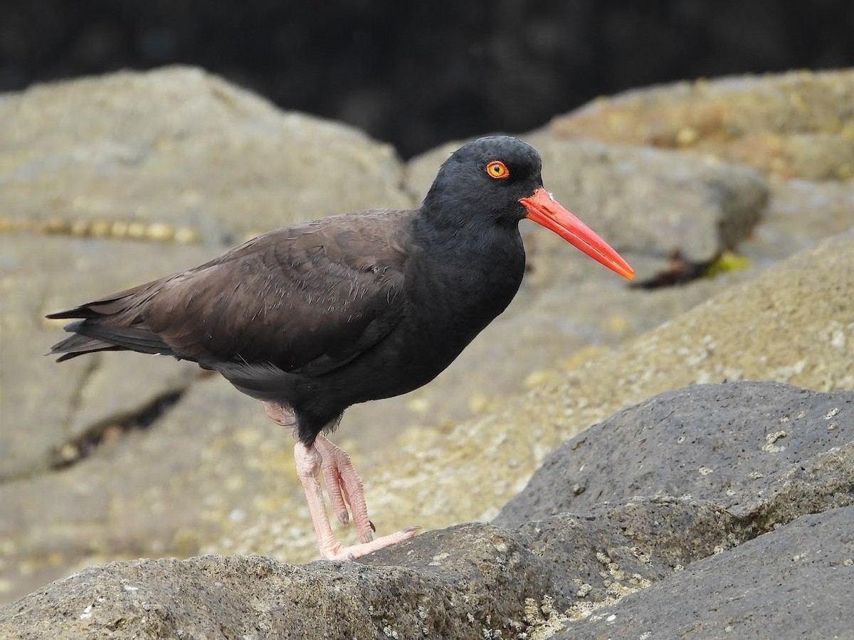 Black Oystercatcher - ML472379521