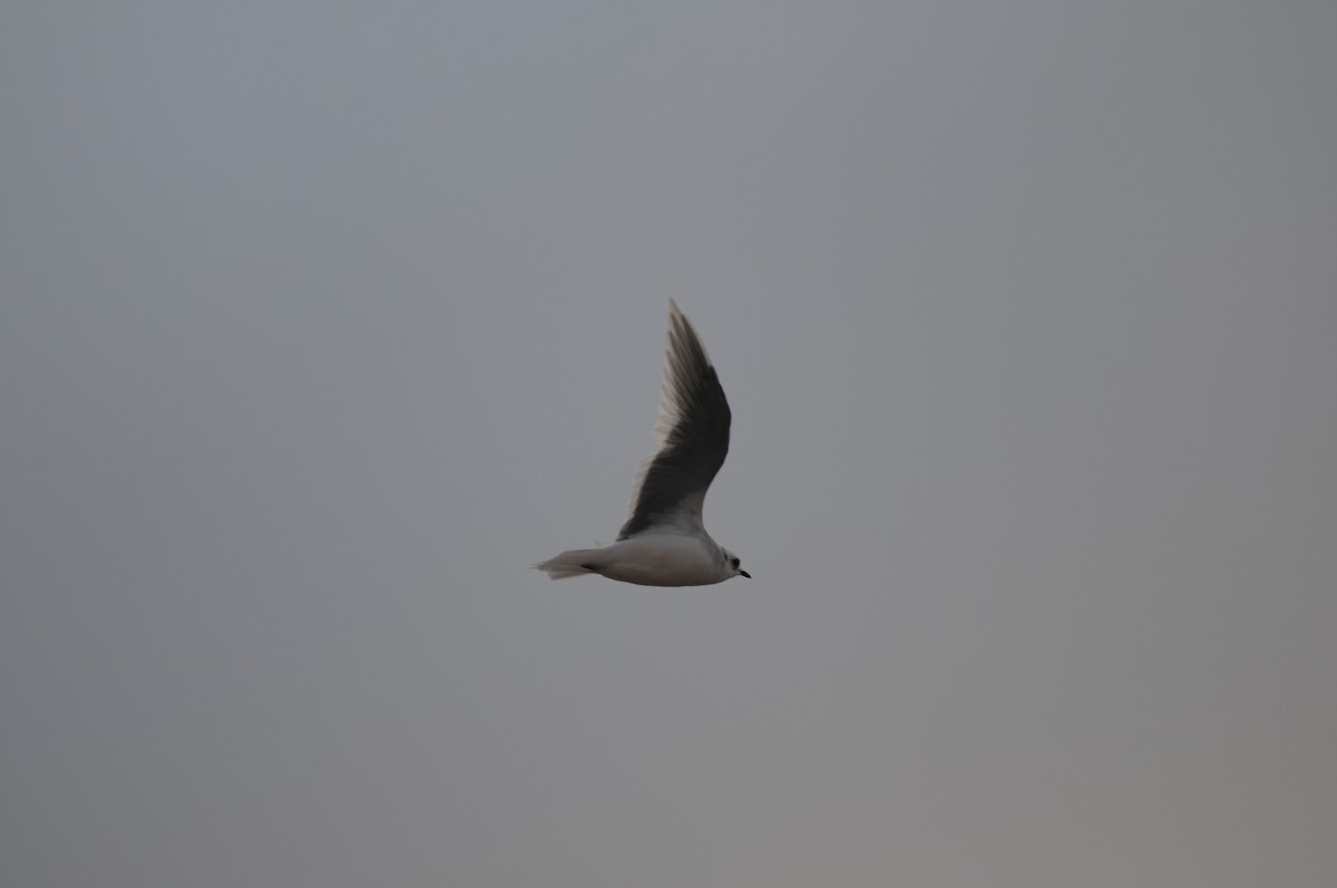 Ross's Gull - PC Smith