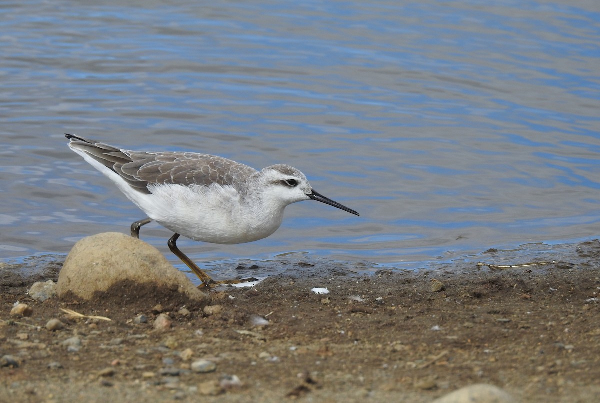 Phalarope de Wilson - ML472381021