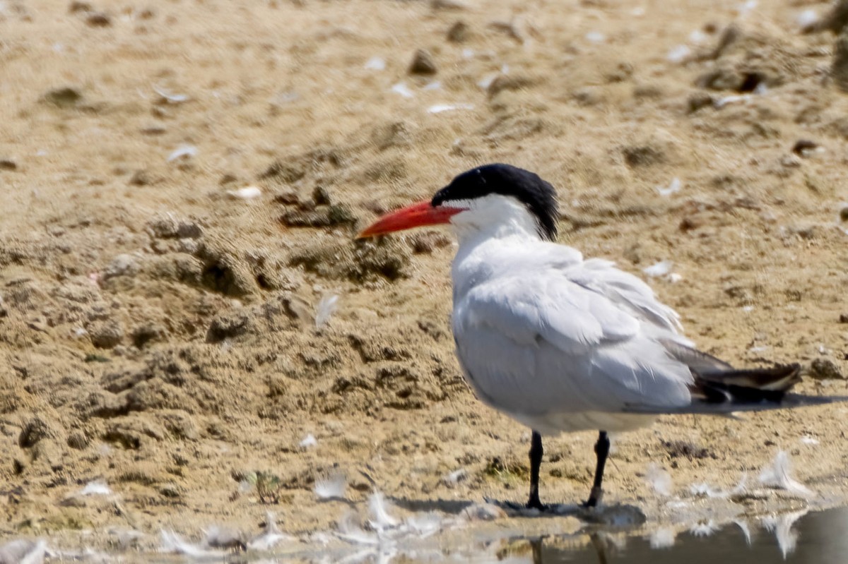 Caspian Tern - Gustino Lanese