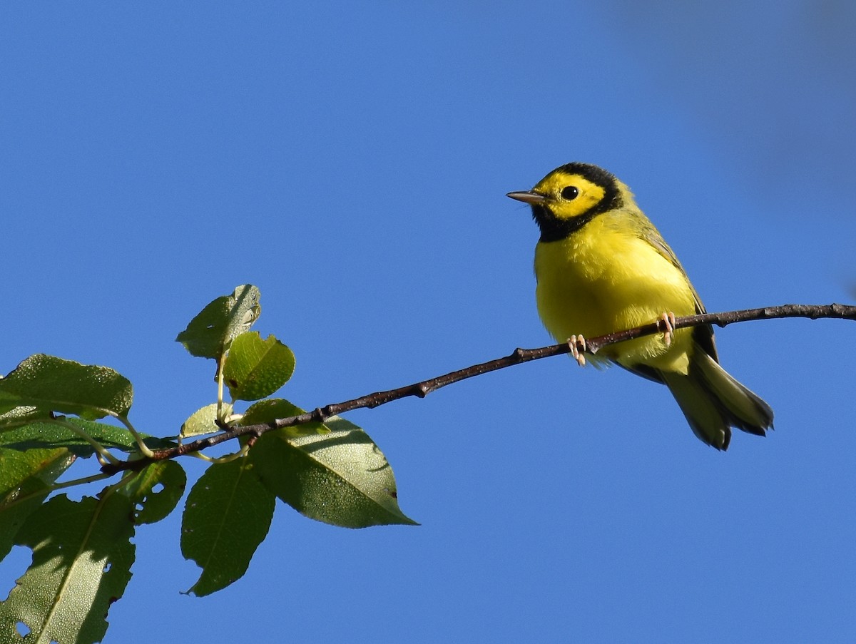 Hooded Warbler - ML472382051