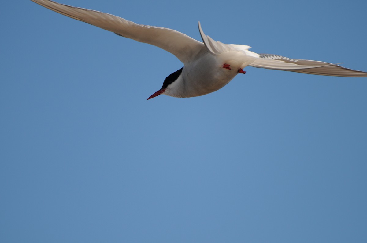 Arctic Tern - ML47238231