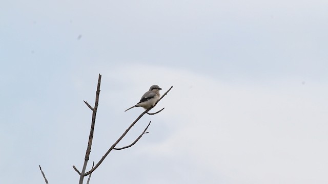 Northern Shrike (American) - ML472383