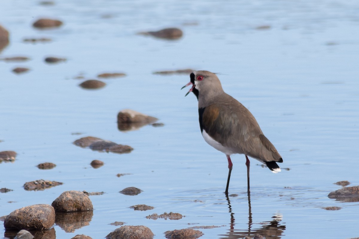 Southern Lapwing - ML472383031