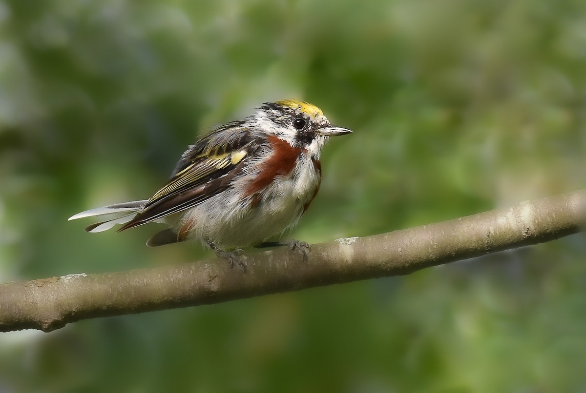 Chestnut-sided Warbler - ML472383141