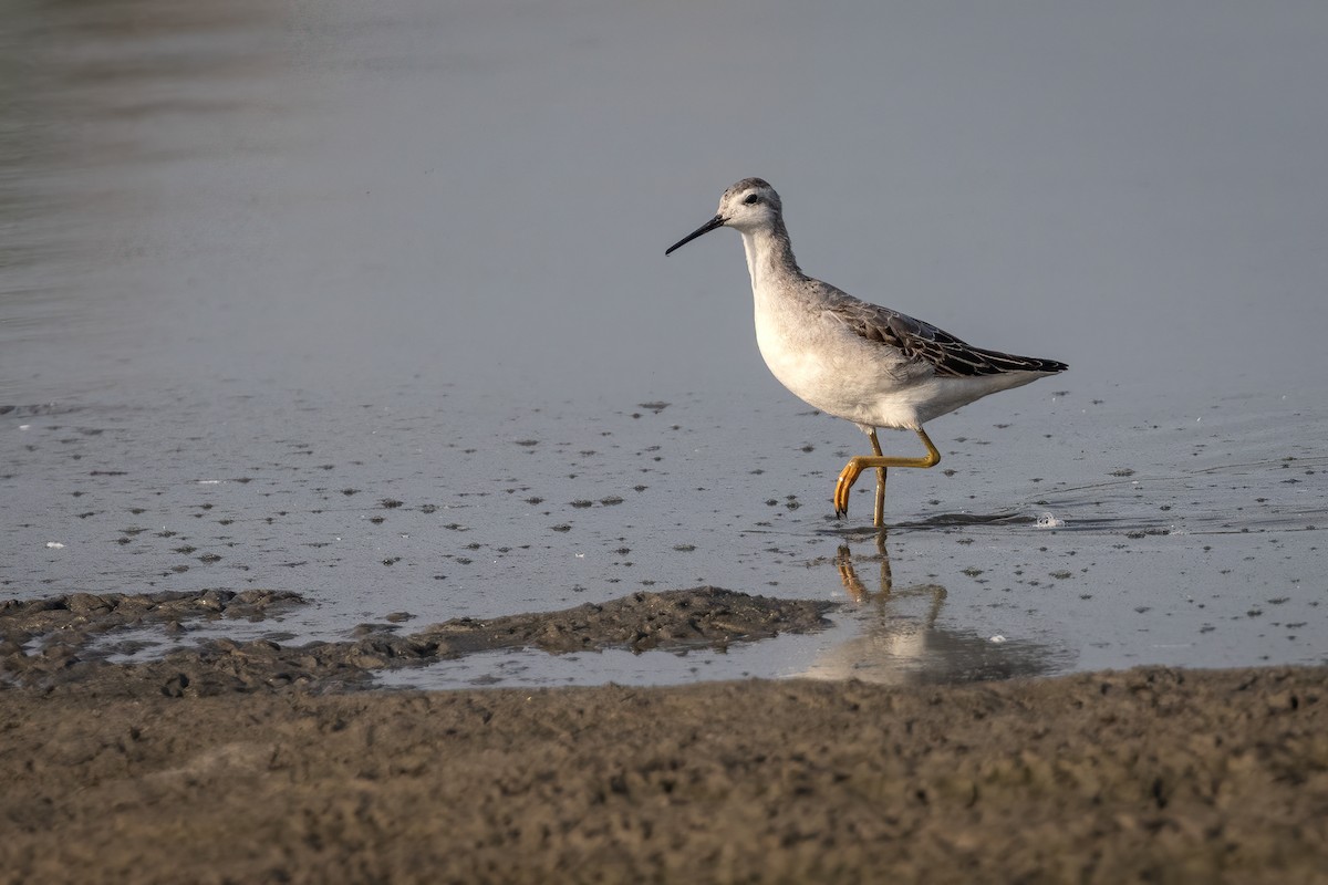 hvithalesvømmesnipe - ML472383481