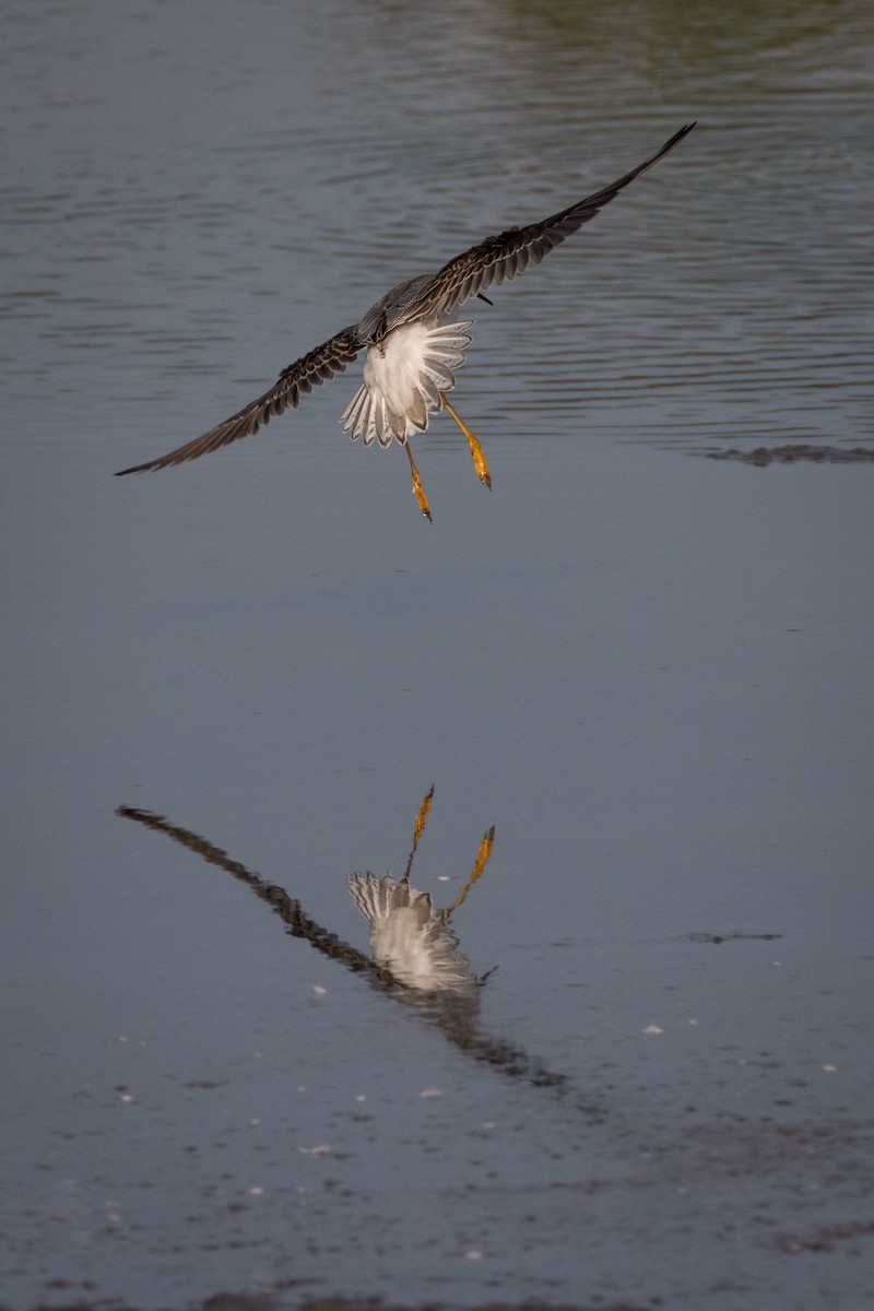 Wilson's Phalarope - Gary Witt