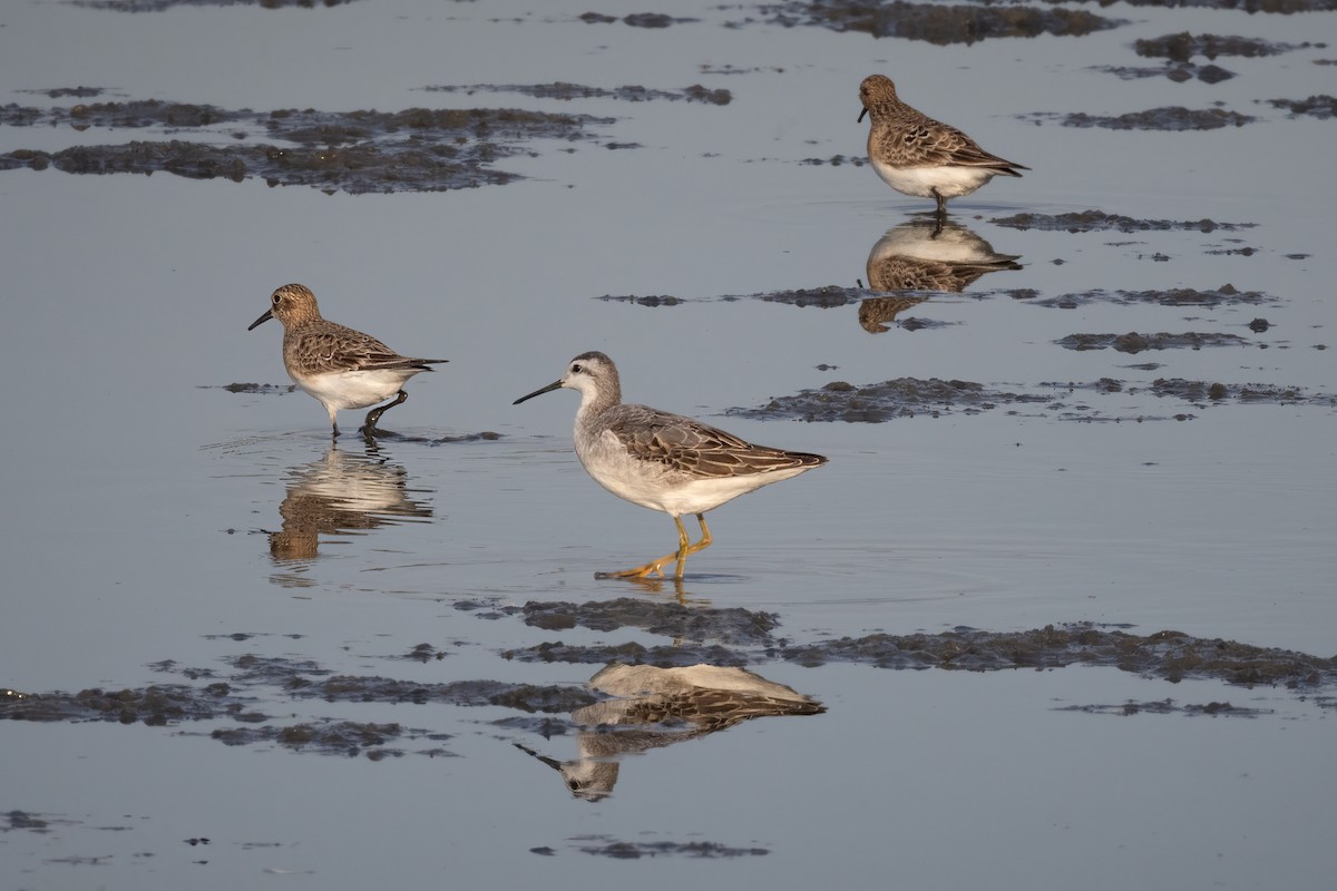 Baird's Sandpiper - ML472383781