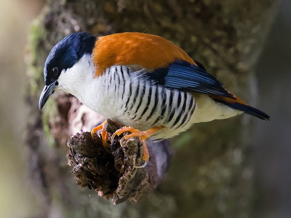Himalayan Cutia - Craig Brelsford