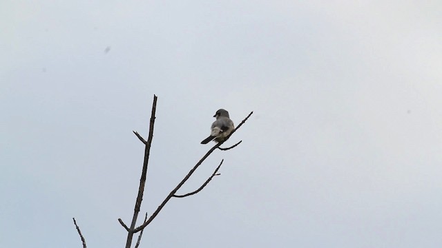 Northern Shrike (American) - ML472384