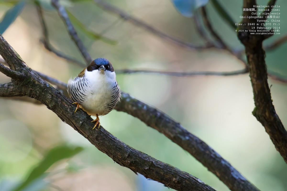 Himalayan Cutia - Craig Brelsford