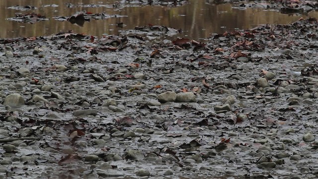 Spotted Sandpiper - ML472386