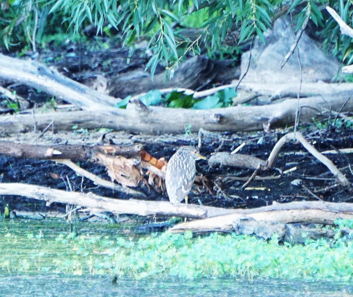 Black-crowned Night Heron - ML472386001