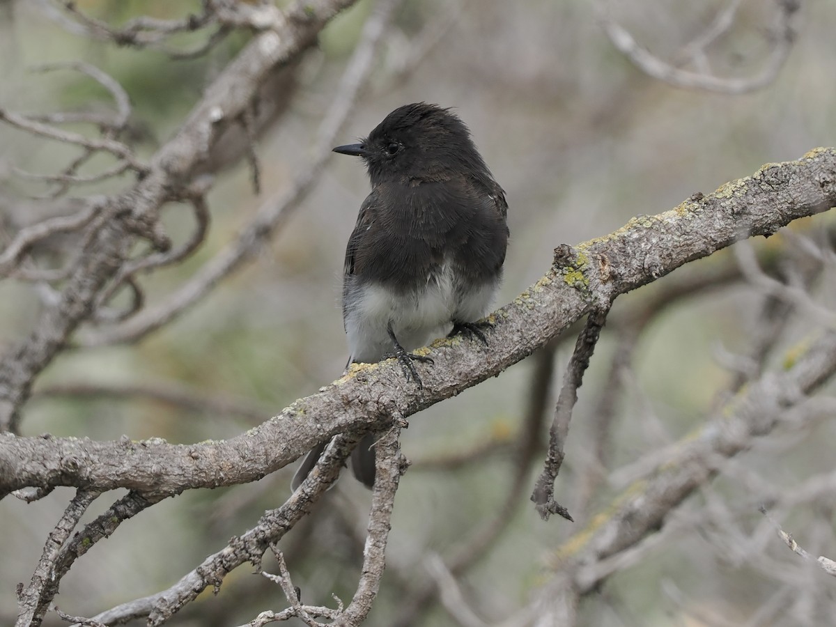 Black Phoebe - ML472386641