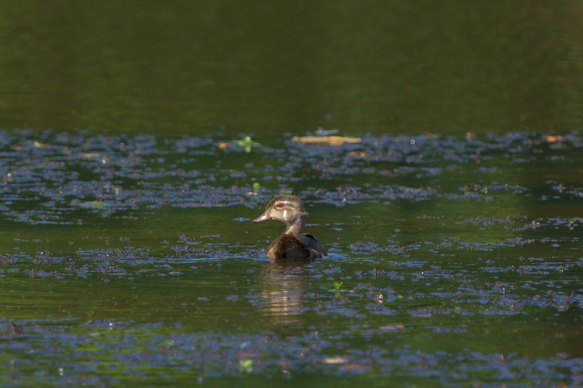 Wood Duck - ML472386831