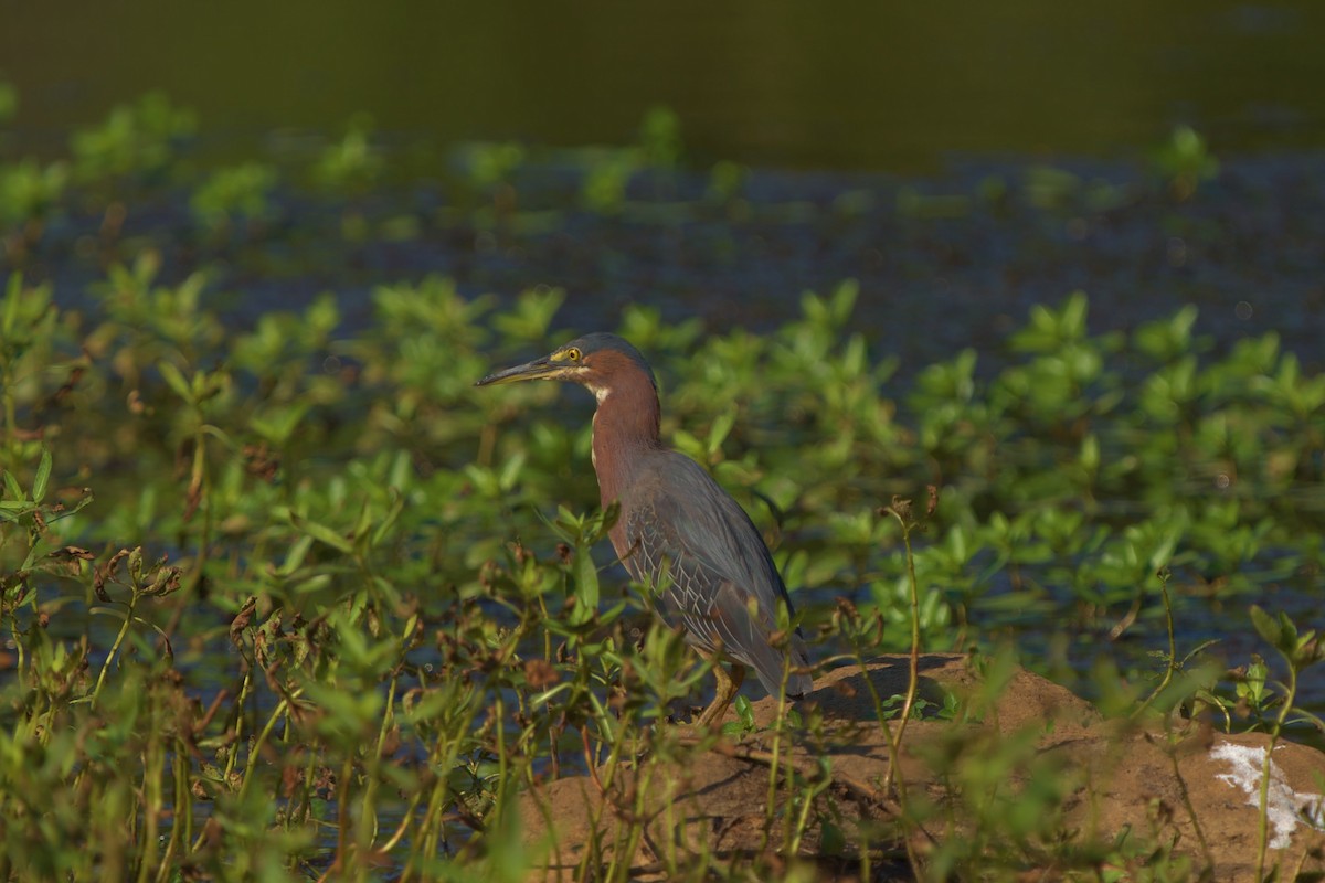 Green Heron - ML472386981