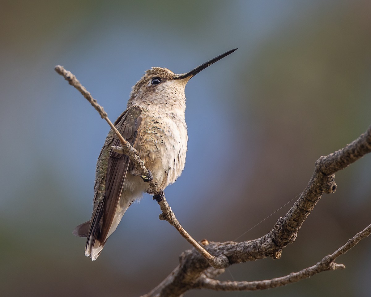 Black-chinned Hummingbird - ML472387261