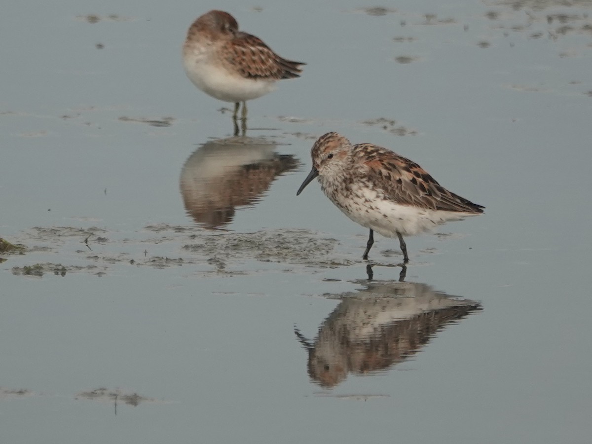 Western Sandpiper - Liz Soria