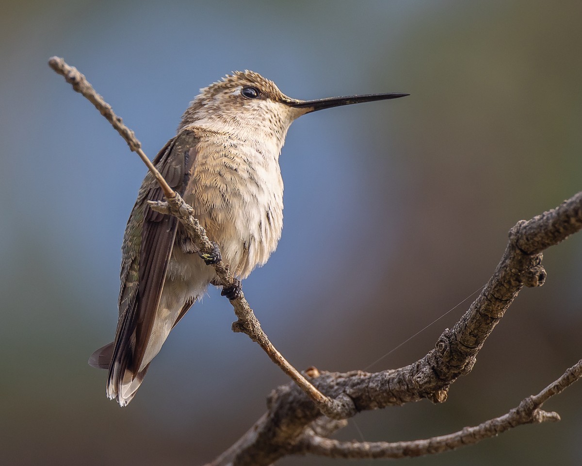 kalypta černobradá - ML472387521