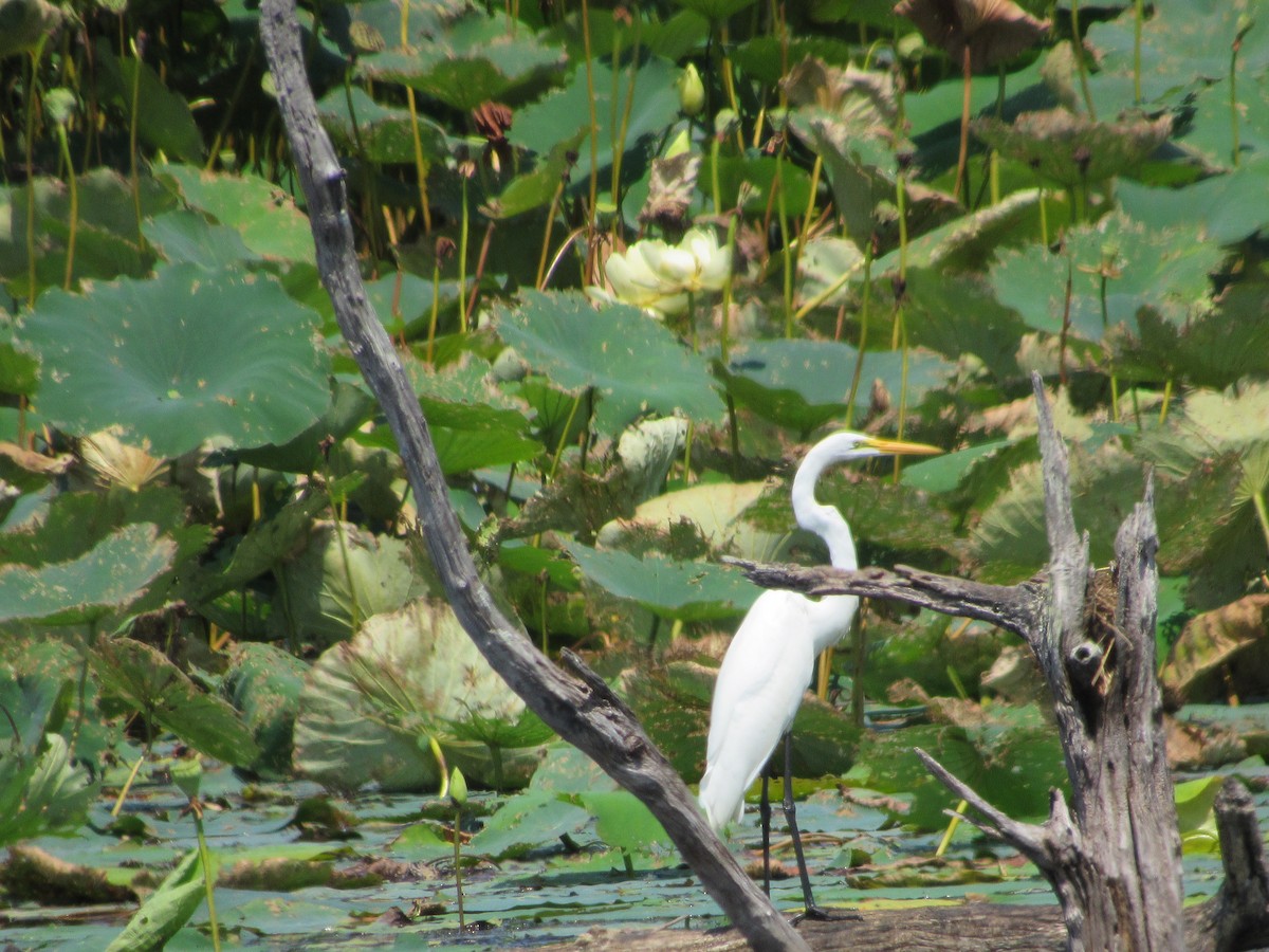 Great Egret - ML472387551