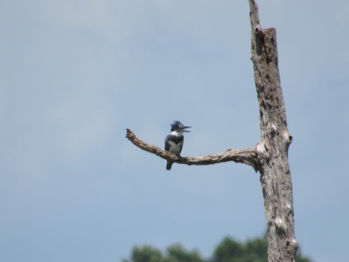 Belted Kingfisher - ML472387591