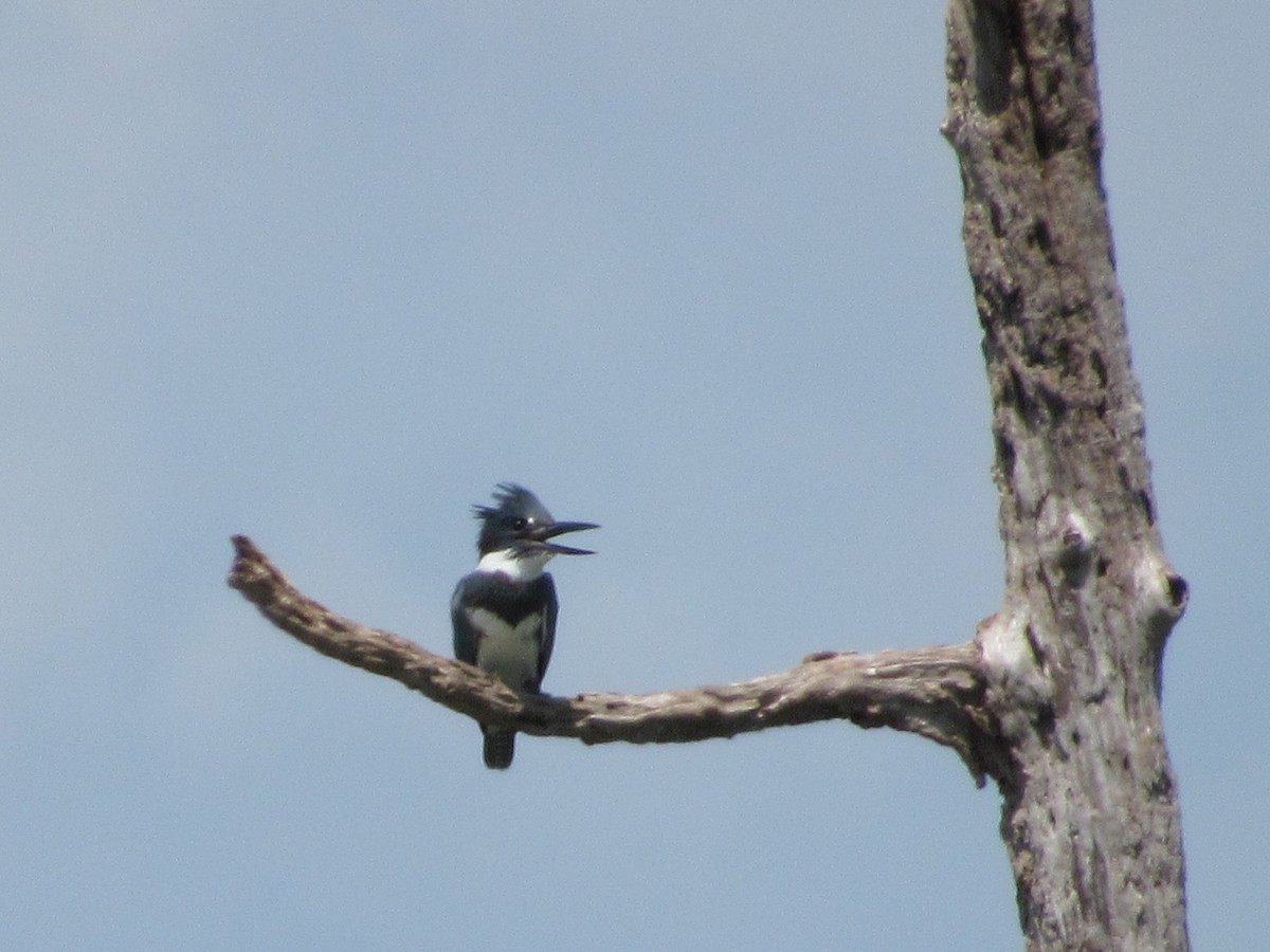 Belted Kingfisher - ML472387601