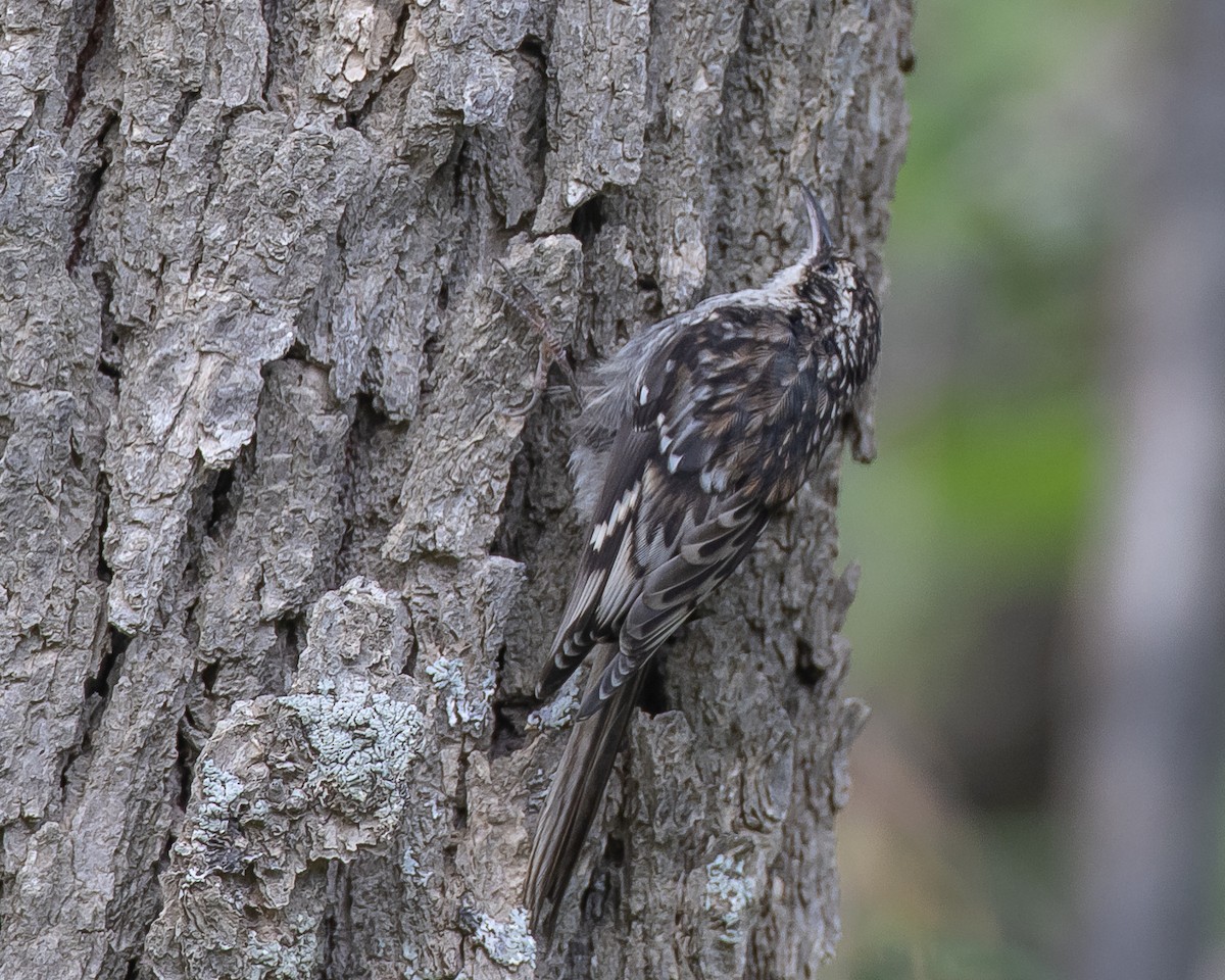 šoupálek americký - ML472387691